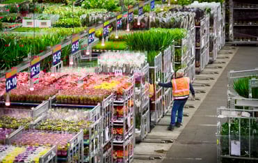 Een man aan het werk op de bloemenveiling