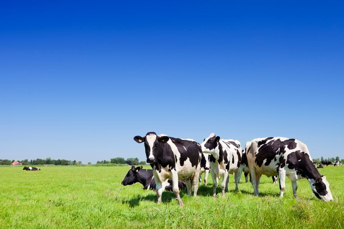 Picture of cows on a grassfield