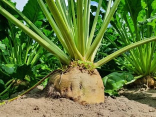 Biet half in de grond