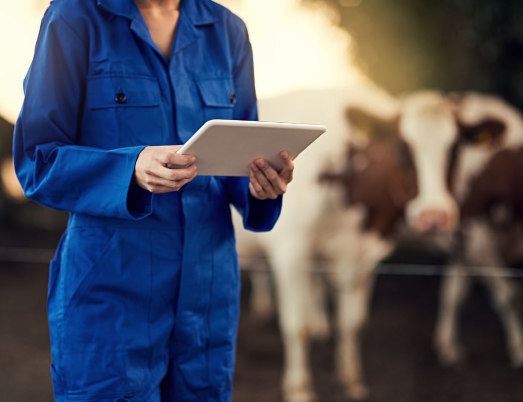 Lady in blue overalls holding a tablet with some cows standing behind her