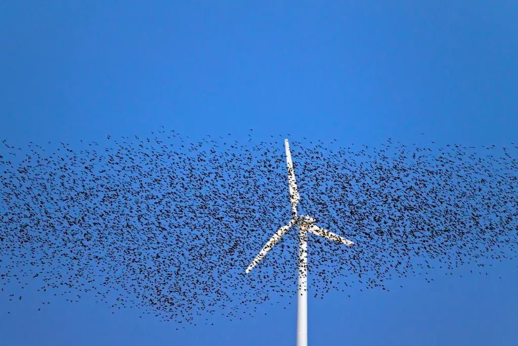Zwerm vogels rondvliegend bij windmolen
