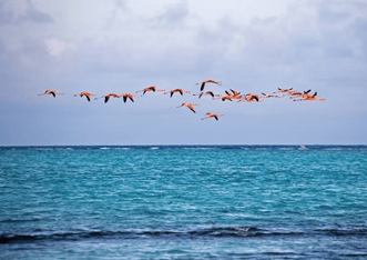 flamingo's die vliegen boven de zee